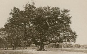 Binbaşı Meşe, Sherwood Ormanı by English Photographer