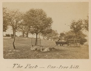 Park - One Tree Hill, Greenwich by English Photographer