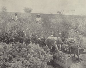 Ananas by English Photographer