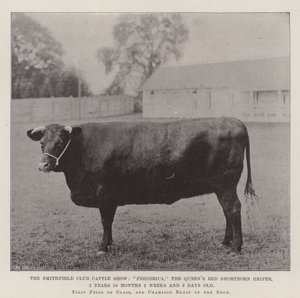 Smithfield Club Sığır Gösterisi, Frederica, Queens Red Shorthorn Düve, 2 Yıl 10 Ay 2 Hafta ve 3 Günlük