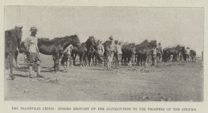 Transvaal Krizi, Sütun Birliklerine Dağıtım için Yetiştirilen Atlar by English Photographer
