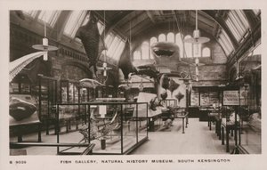 Victoria und Albert Müzesi, South Kensington, Londra, balık galerisi by English Photographer