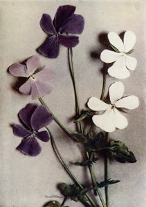 Viola Cornuta