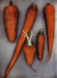 Havuç Çeşitleri (renkli fotoğraf) by English Photographer