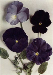 Violas, Maggie Mott, Mavilerin Amirali, Archibald Grant ve Jenny M