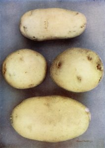 Beyaz Patates (renkli fotoğraf) by English Photographer