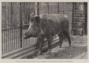 Wild Boar, Windsor Park