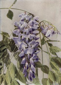 Wistaria Chinensis (renkli fotoğraf) by English Photographer