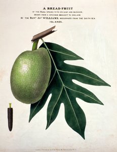 A Ekmek-Meyve, c.1825 (el boyaması taş) by English School