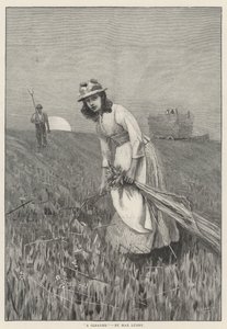 Bir Gleaner (gravür) by English School