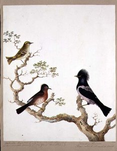 Altın Tepeli Bir Çalıkuşu, Dartford Ötleğen ve Gül Renkli Ardıç veya Ouzel, 1824 (kağıt üzerinde wc) by English School