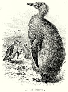 Bir Kral Penguen (gravür) by English School