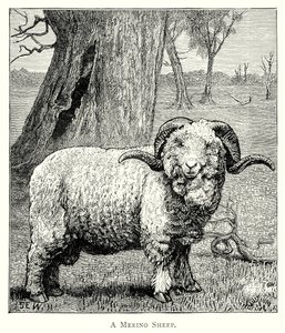 Bir Marino Koyunu (gravür) by English School