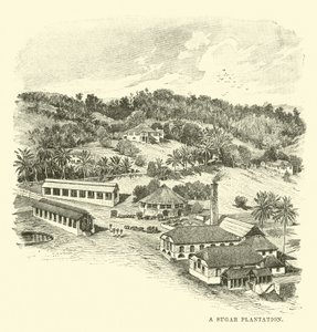 Bir Şeker Tarlası by English School