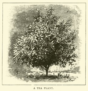 Bir Çay Bitkisi by English School