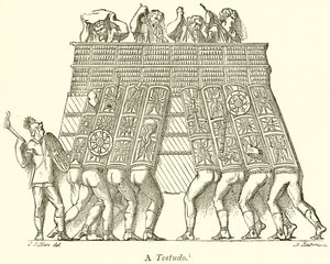 Bir Testudo by English School