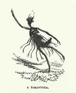 Bir tarantula (gravür) by English School