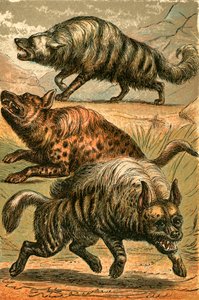 Aard Wolf, Benekli Sırtlan ve Çizgili Sırtlan by English School