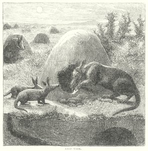 Aardvark (gravür) by English School