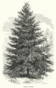Abies Pinsapo (gravür) by English School