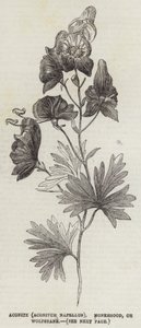 Aconite (Aconitum Napellus), Monkshood veya Kurtboğan (gravür) by English School