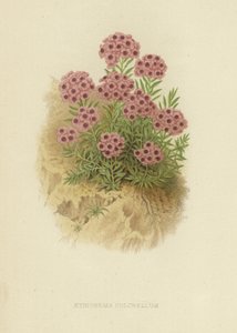 Aethiona pulchellum by English School