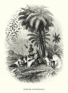 Afrika Kelebekleri (gravür) by English School