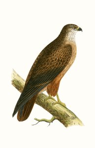 Afrika Şahini, Charles Robert Bree (1811-86) tarafından 