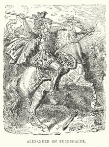 İskender Bucephalus