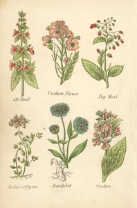 All Heal, Cuckow Flower, Fig Wort, Mother of Thyme, Devilsbit, Orchis (renkli lito) by English School