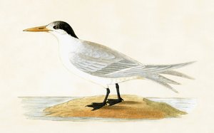 Allied Tern, illustration from 