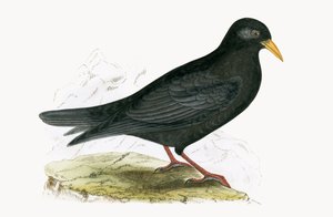Alpine Cough, Charles Robert Bree (1811-86) tarafından 