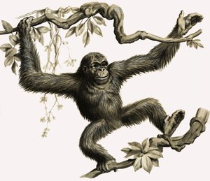 bir orangutan by English School