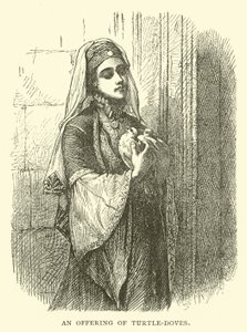 Kaplumbağa-güvercinlerin bir teklifi by English School