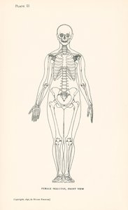 Anatomi: Kadın İskeleti, Önden Görünüm (lito) by English School
