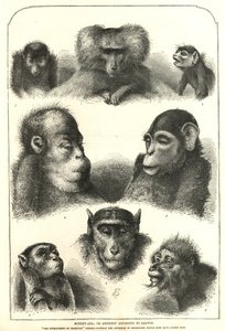 Darwin