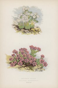 Androsace Villosa; Saxifraga Oppositifolia (renkli lito) by English School