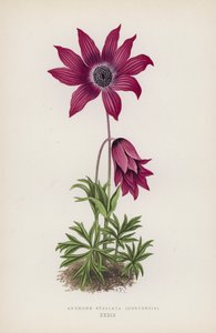 Anemone Stellata, Hortensis (renkli lito) by English School