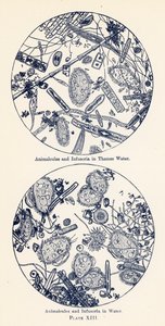 Suda Animalcules ve Infusoria (renkli taş baskı) by English School