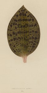 anoektocilus Lowii by English School
