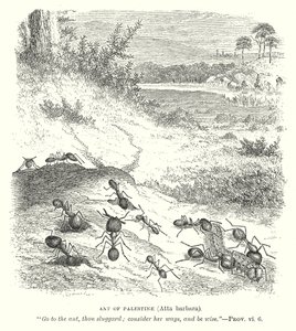 Filistin Karıncası (Atta Barbara) (gravür) by English School