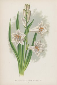 Anthericum, Paradisia Liliastrum (renkli lito) by English School