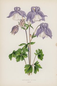 Aquilegia Alpina (renkli taş) by English School