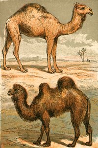 Arap Devesi ve Bactrian Devesi by English School