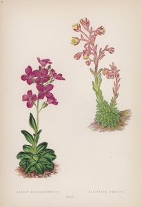 Arabis Blefarofila; Saxifraga Ambigua (renkli taş) by English School
