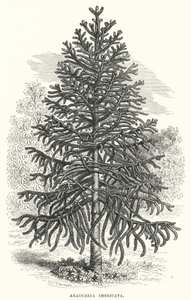 Araucaria Imbricata (gravür) by English School