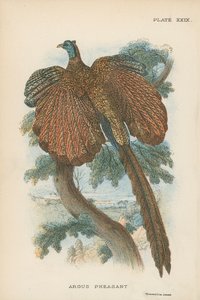 Argus Sülün by English School