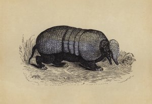 Armadillo (renkli lito) by English School