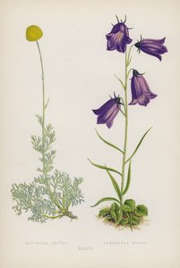 Artemisia Alpina; Campanula Hostii (renkli lito) by English School