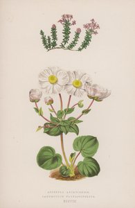 Asperula Arcadiensis; Ranunculus Parnassifolius (renkli lito) by English School